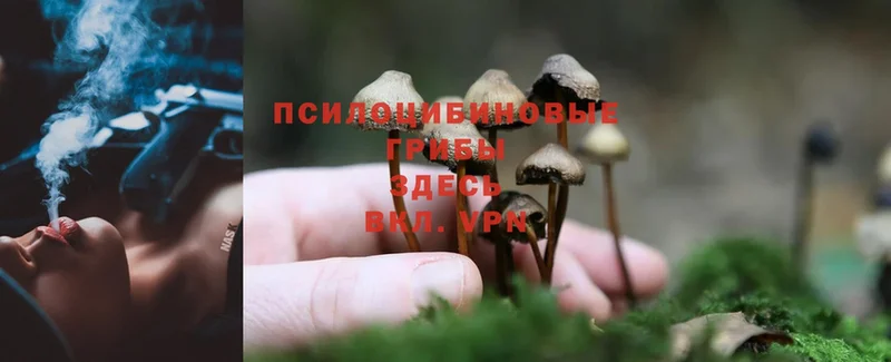 цены наркотик  Новоульяновск  Псилоцибиновые грибы Psilocybine cubensis 